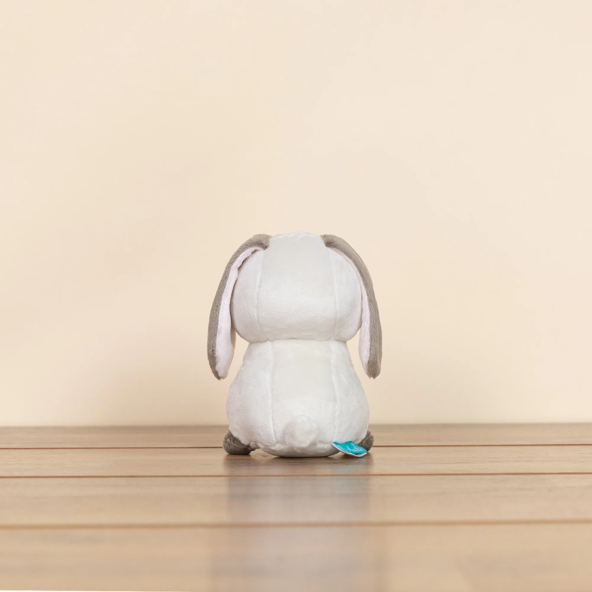 Mini Lop Bunni the Lop Rabbit - Image 5
